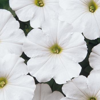 Petunia - Madness® 'White'
