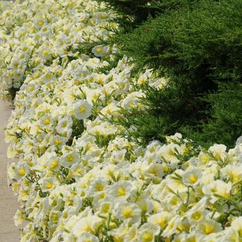 Petunia - Madness® 'Yellow Improved' Petunia - Madness® 'Yellow Improved'