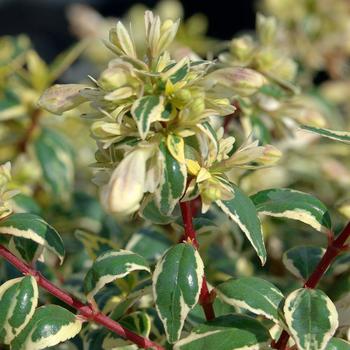 Abelia x grandiflora (Glossy Abelia) - Suntastic™ 'Radiance'