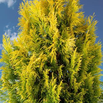 Thuja plicata - 'Forever Goldy' Giant Arborvitae