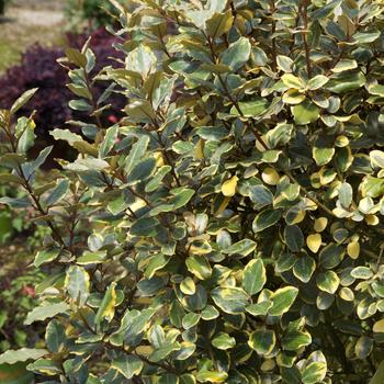 Elaeagnus x ebbingei - 'Olive Martini™' Olive Elaeagnus x ebbingei - 'Olive Martini™' Olive