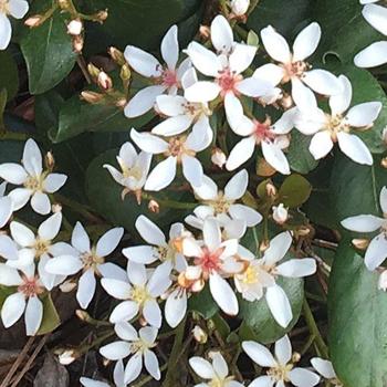 Rhaphiolepis - Indian Hawthorn Rhaphiolepis - Indian Hawthorn