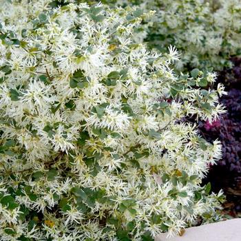 Loropetalum chinense - 'Emerald Snow®' Chinese Fringe-flower