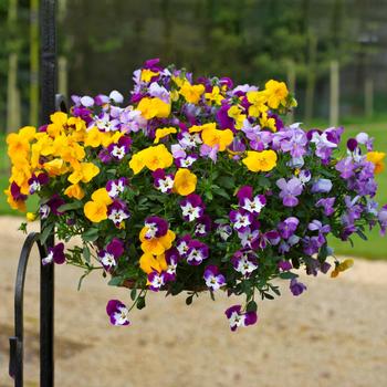 Viola x wittrockiana (Pansy) - Freefall™ 'Mix' Viola x wittrockiana (Pansy) - Freefall™ 'Mix'
