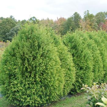 Thuja occidentalis - Arborvitae Thuja occidentalis - Arborvitae