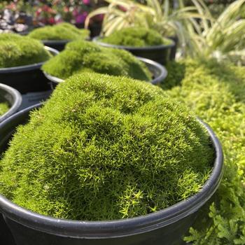Scleranthus biflorus - Australian Astroturf Scleranthus biflorus - Australian Astroturf