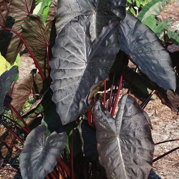 Colocasia esculenta (Elephant's Ear) - Royal Hawaiian® 'Diamond Head' Colocasia esculenta (Elephant's Ear) - Royal Hawaiian® 'Diamond Head'