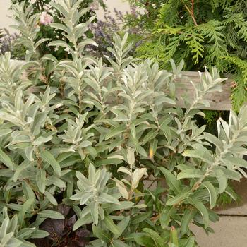 Salix candida - Iceberg Alley® Sageleaf Willow Salix candida - Iceberg Alley® Sageleaf Willow