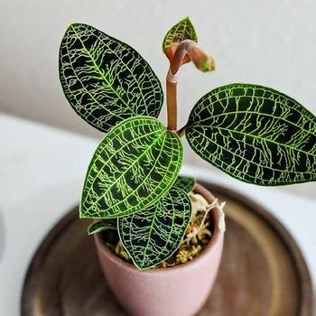 Macodes petola - Jewel Orchid Macodes petola - Jewel Orchid