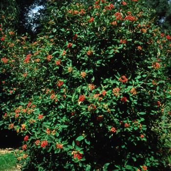 Viburnum x rhytidophylloides - 'Alleghany' Viburnum x rhytidophylloides - 'Alleghany'