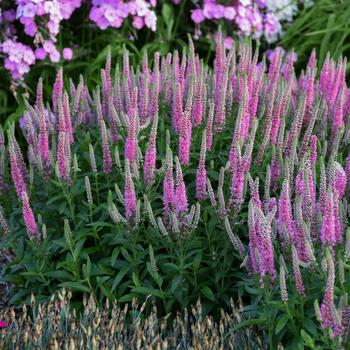 Veronica 'Pink Potion' PP29681, Can PBRAF (Speedwell) - Magic Show® Pink Potion