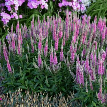 Veronica 'Pink Potion' PP29681, Can PBRAF (Speedwell) - Magic Show® Pink Potion Veronica 'Pink Potion' PP29681, Can PBRAF (Speedwell) - Magic Show® Pink Potion