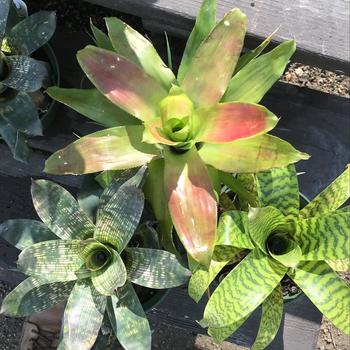 Neoregelia - 'Paprika' Neo Bromeliad Neoregelia - 'Paprika' Neo Bromeliad