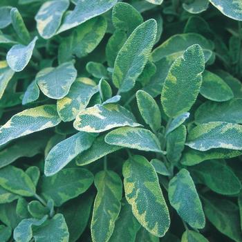 Salvia officinalis 'Aurea' (Golden Sage) - Aurea Golden Sage Salvia officinalis 'Aurea' (Golden Sage) - Aurea Golden Sage