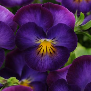 Viola cornuta 'Halo Violet' PP24428 (Viola) - Halo Violet Viola
