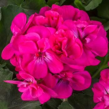 Pelargonium (Interspecific Geranium) - Calliope® Medium Dark Pink Dark Leaf Pelargonium (Interspecific Geranium) - Calliope® Medium Dark Pink Dark Leaf