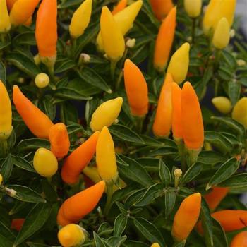 Capsicum annuum - 'Sedona Sun' Pepper Capsicum annuum - 'Sedona Sun' Pepper