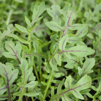 Arugula - 'Dragon's Fire' Arugula - 'Dragon's Fire'