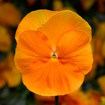 Viola x wittrockiana (Pansy) - Delta™ Premium 'Pure Orange' Viola x wittrockiana (Pansy) - Delta™ Premium 'Pure Orange'