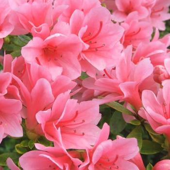 Rhododendron Kurume hybrid - 'Coral Bells' Azalea