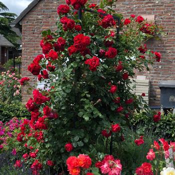 Rosa (Climbing Rose) - Arborose® 'Florentina™'