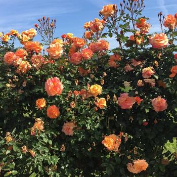 Rosa (Climbing Rose) - Arborose® 'Tangerine Skies™'
