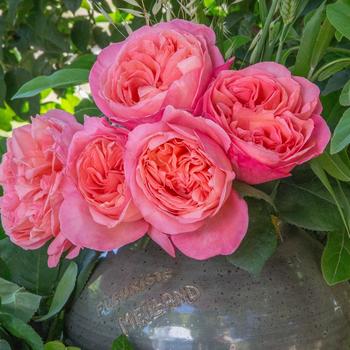 Rosa - 'Sweet Mademoiselle™' Rose