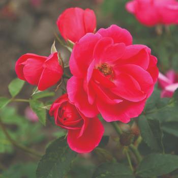 Rosa (Rose) - Kolorscape™ 'Flamingo™'