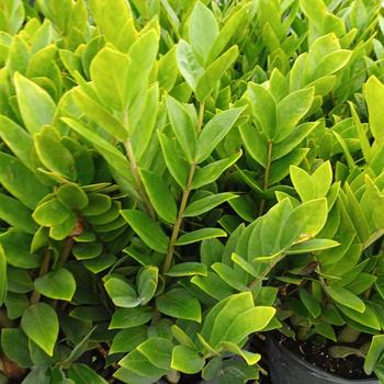 Zamioculcas zamiifolia - ZZ Plant Zamioculcas zamiifolia - ZZ Plant