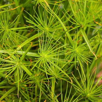 Cyperus prolifer (Dwarf Papyrus) - Graceful Grasses® 'Queen Tut®'
