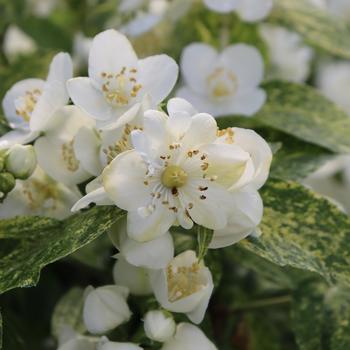 Philadelphus coronarius - 'Illuminati Sparks™' Mock Orange Philadelphus coronarius - 'Illuminati Sparks™' Mock Orange