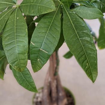 Pachira aquatica - Money tree Pachira aquatica - Money tree