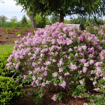 Syringa x pubescens (Lilac) - Bloomerang Purpink®