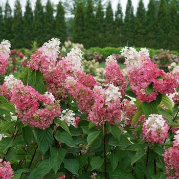 Hydrangea paniculata - Pinky Winky Prime® Panicle Hydrangea Hydrangea paniculata - Pinky Winky Prime® Panicle Hydrangea