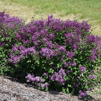 Syringa (Reblooming Lilac) - Bloomerang® 'Dark Purple'