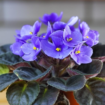 Saintpaulia ionantha (African Violet) - African Violet