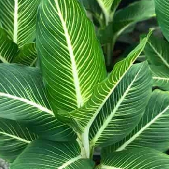Dieffenbachia seguine - 'Sterling' Dieffenbachia seguine - 'Sterling'