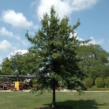 Quercus imbricaria - Shingle Oak Quercus imbricaria - Shingle Oak