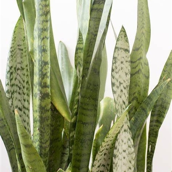 Sansevieria sayuri - Silver Siam Snake Plant Sansevieria sayuri - Silver Siam Snake Plant