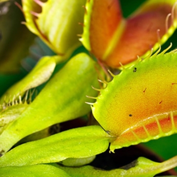 Dionaea muscipula - Venus Fly Trap Dionaea muscipula - Venus Fly Trap