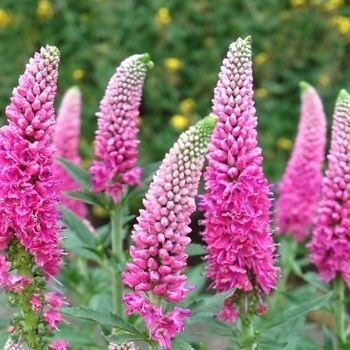 Veronica 'First Love' (Speedwell) - First Love Speedwell