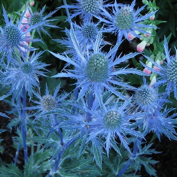 Eryngium planum 'Blue Hobbit' (Blue Sea Holly) - Blue Hobbit Blue Sea Holly