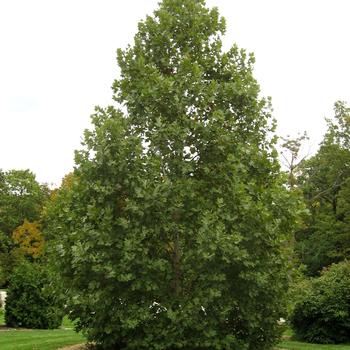 Platanus x acerifolia - 'Exclamation!™' London Planetree