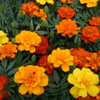 Tagetes patula (French Marigold) - Bonanza Mix Tagetes patula (French Marigold) - Bonanza Mix