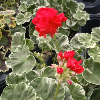Pelargonium x hortorum - ''Wilhelm Langguth'' Zonal Geranium Pelargonium x hortorum - ''Wilhelm Langguth'' Zonal Geranium