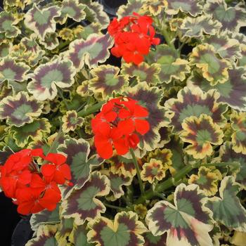 Pelargonium x hortorum - ''Mrs. Pollock'' Zonal Geranium Pelargonium x hortorum - ''Mrs. Pollock'' Zonal Geranium