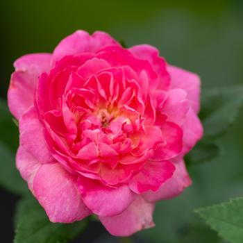 Rosa - 'Tahitian Treasure™' Rose