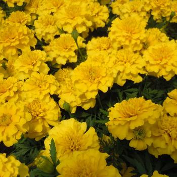 Tagetes patula (French Marigold) - Bonanza 'Yellow'