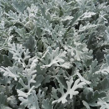 Senecio cineraria - 'Silver Dust' Dusty Miller Senecio cineraria - 'Silver Dust' Dusty Miller