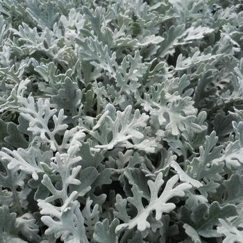 Senecio cineraria - 'Silver Dust' Dusty Miller